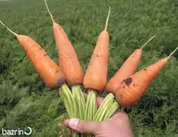 بذر هویج مخروطی