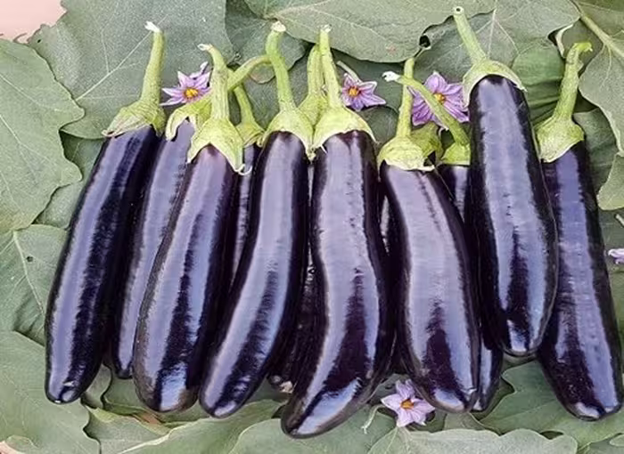 بذر بادمجان قلمی ورامین