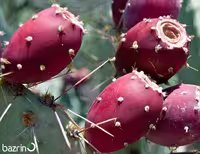 بذر اپونتیا ارغوانی