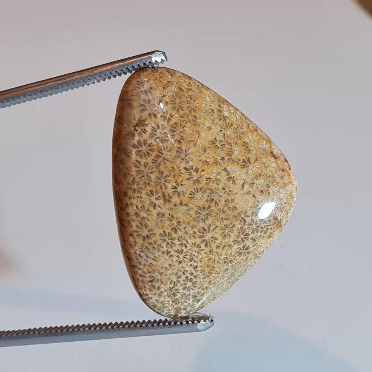 نگین فسیل مرجان طبیعی خوش نقش اندونزی 2058