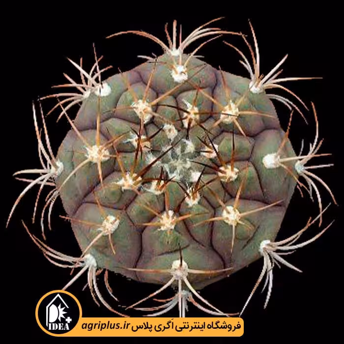 بذر کاکتوس Gymnocalycium Pflanzii