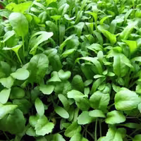 بذر شاهی