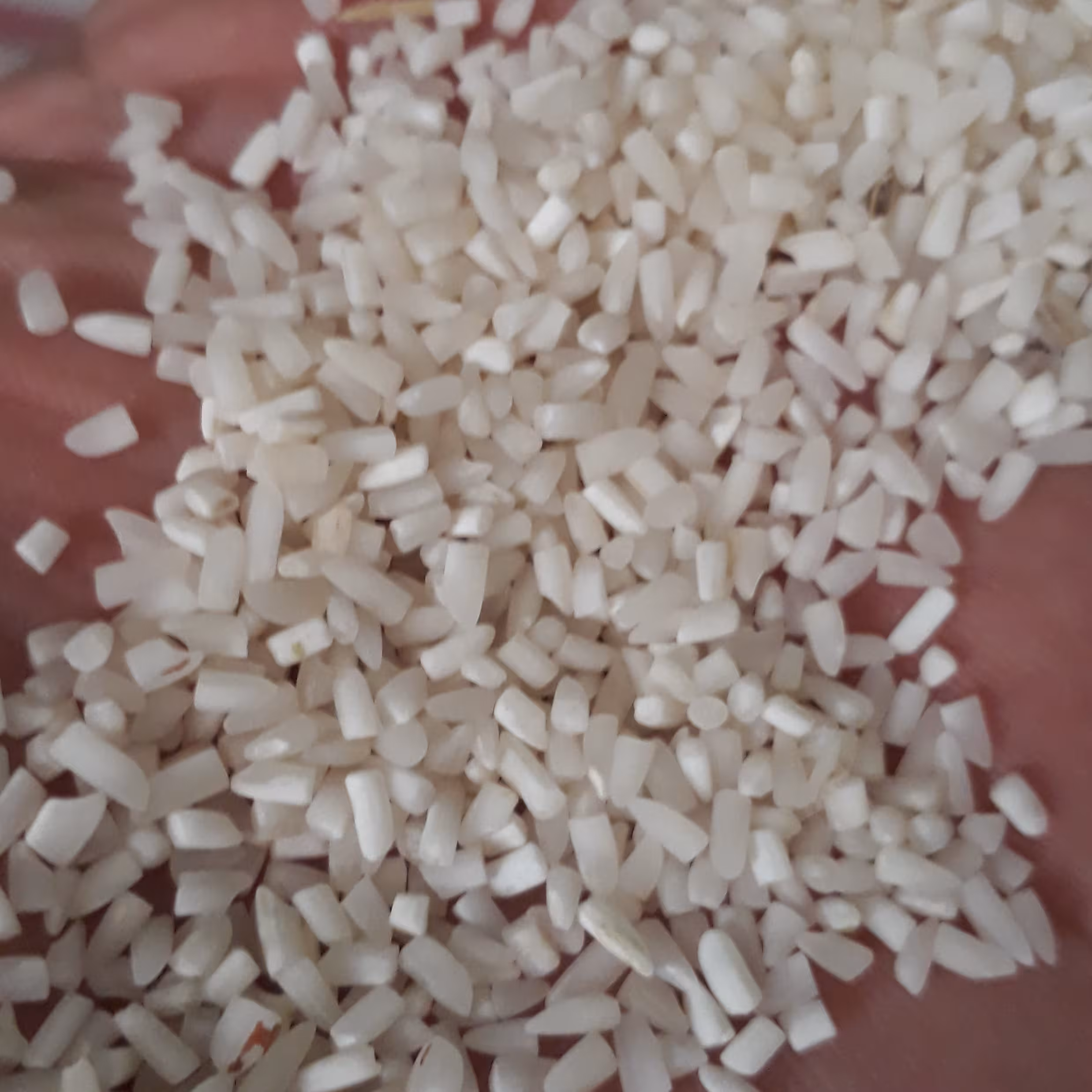 نیم دانه شیرودی 10 کیلویی