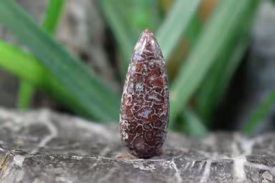 فسیل استخوان دایناسور