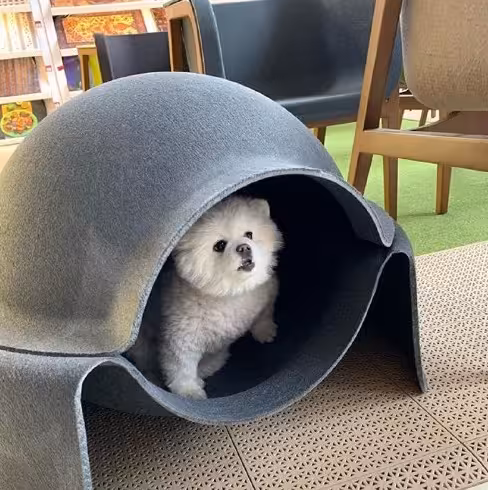 جای خواب سگ و گربه