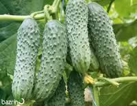 بذر خیار درختی خاردار F1