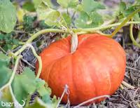 بذر کدو انجیری
