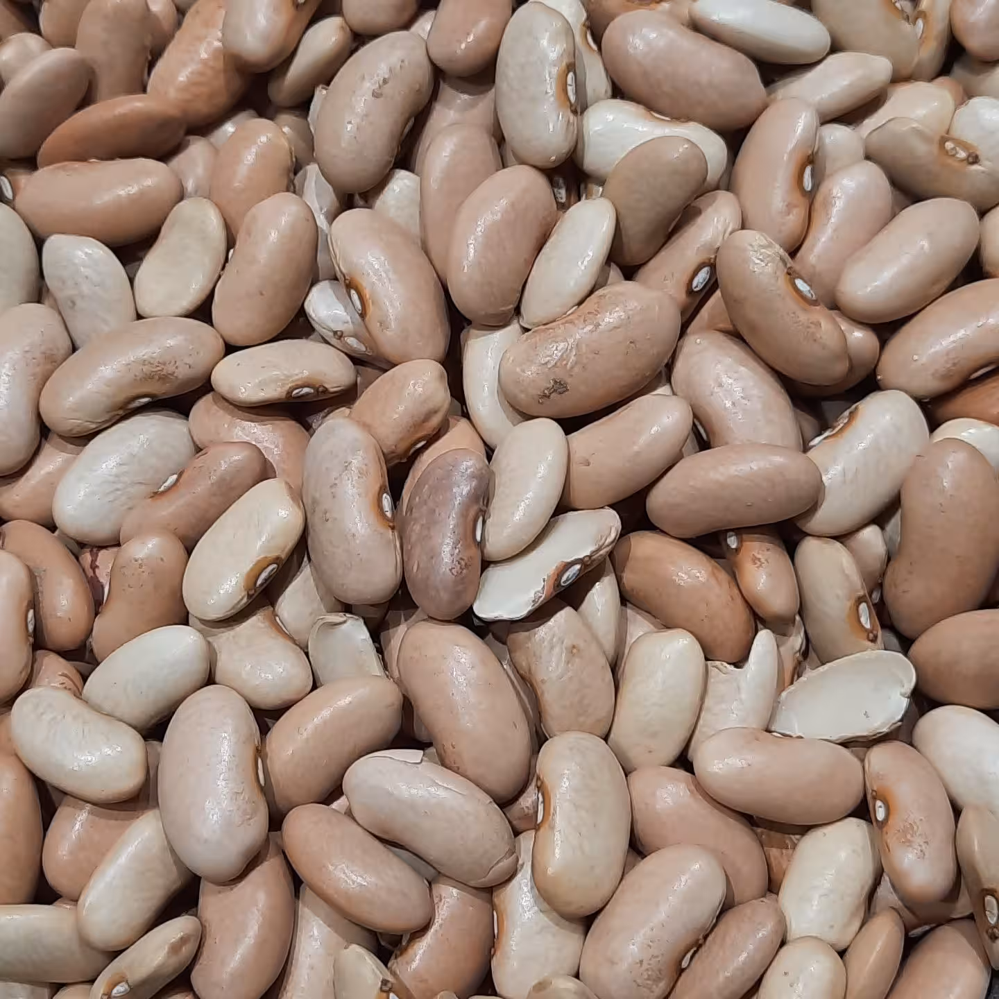 لوبیا کپسولی