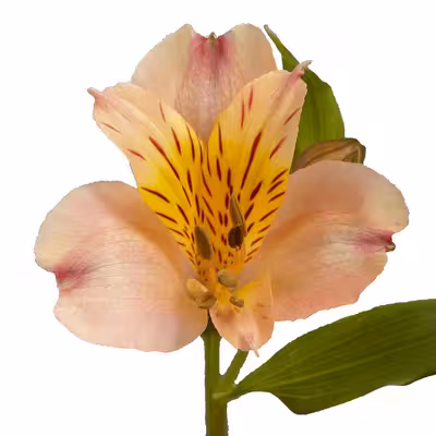 سیلیکون قالب گیری به گز مدل گل آلستر مجموعه 6 عددی