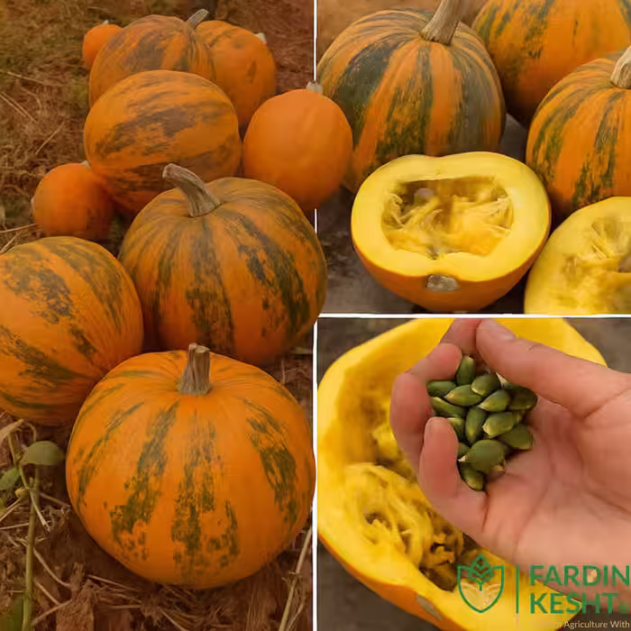 بذر کدو تخم کاغذی هیبرید 714 فوق پربار بسته 10 عددی