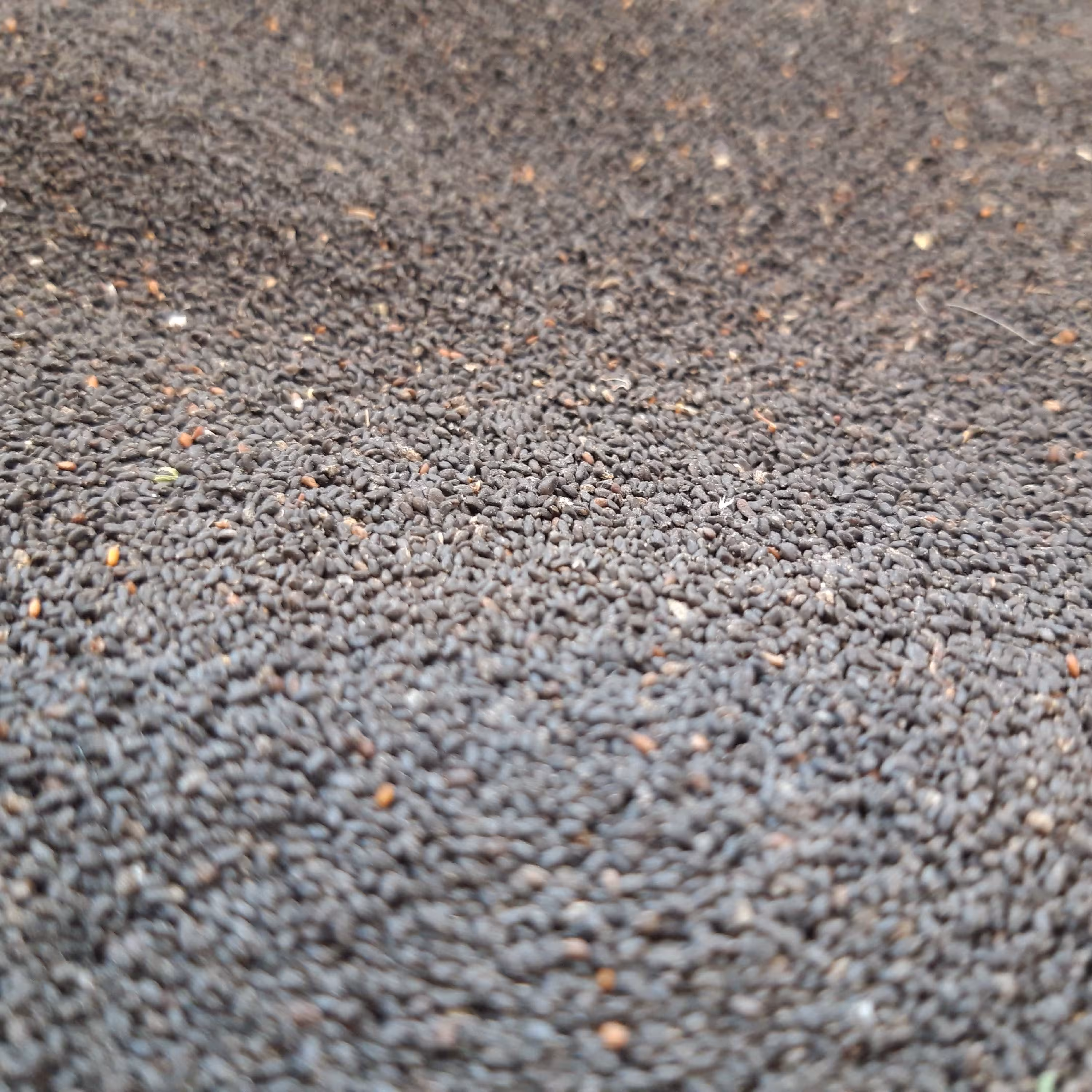 تخم شربتی درشت250 گرمی