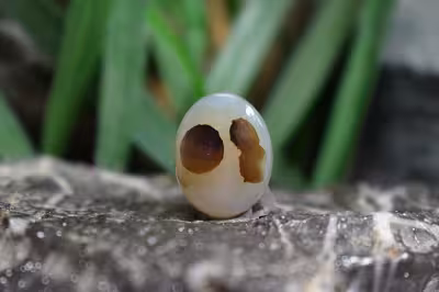 عقیق شجر برزیل