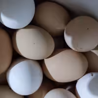 تخم مرغ محلی تازه محصول طبیعی روستا