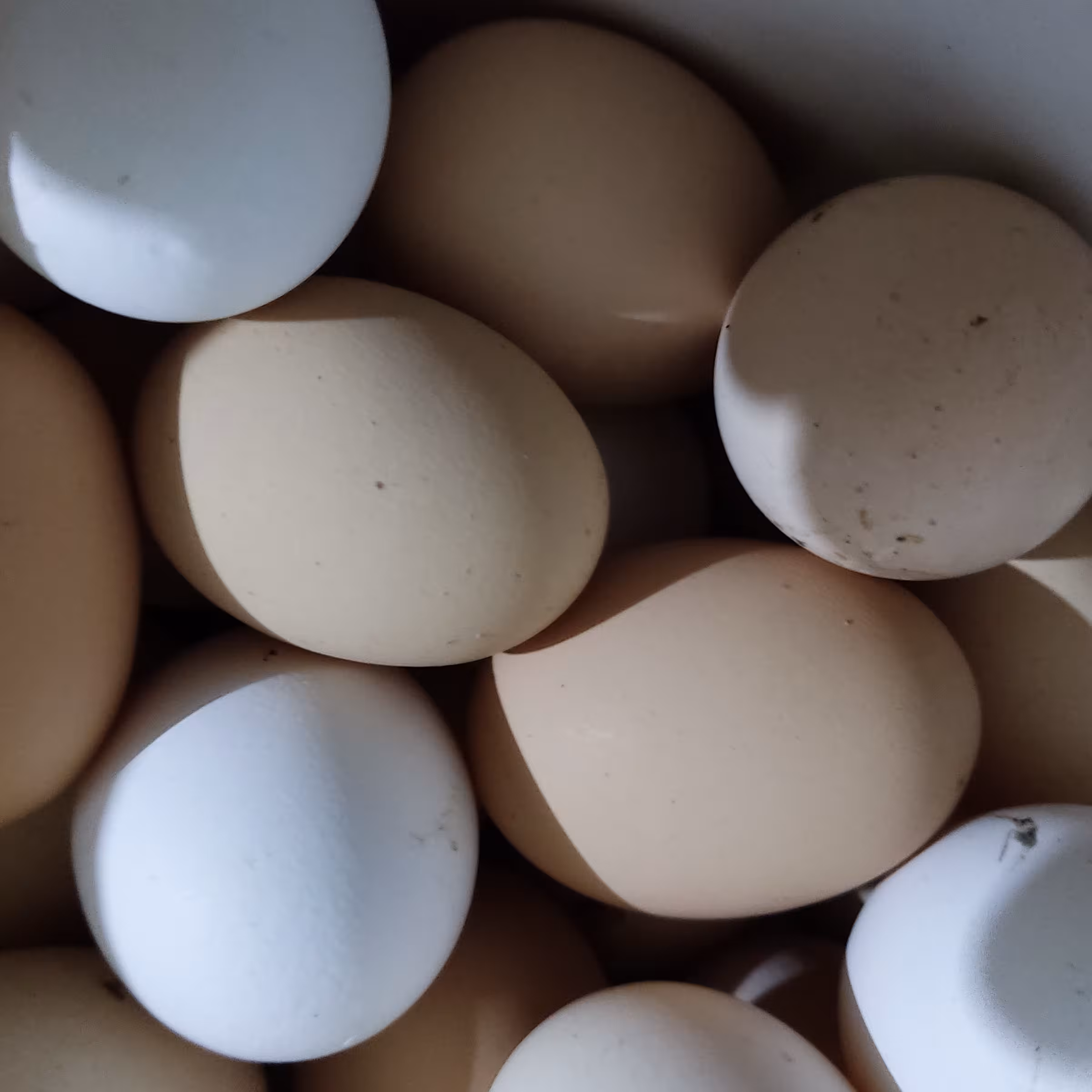 تخم مرغ محلی تازه محصول طبیعی روستا