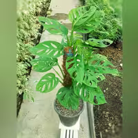 پتوس حصیری چماقی برگ پهن