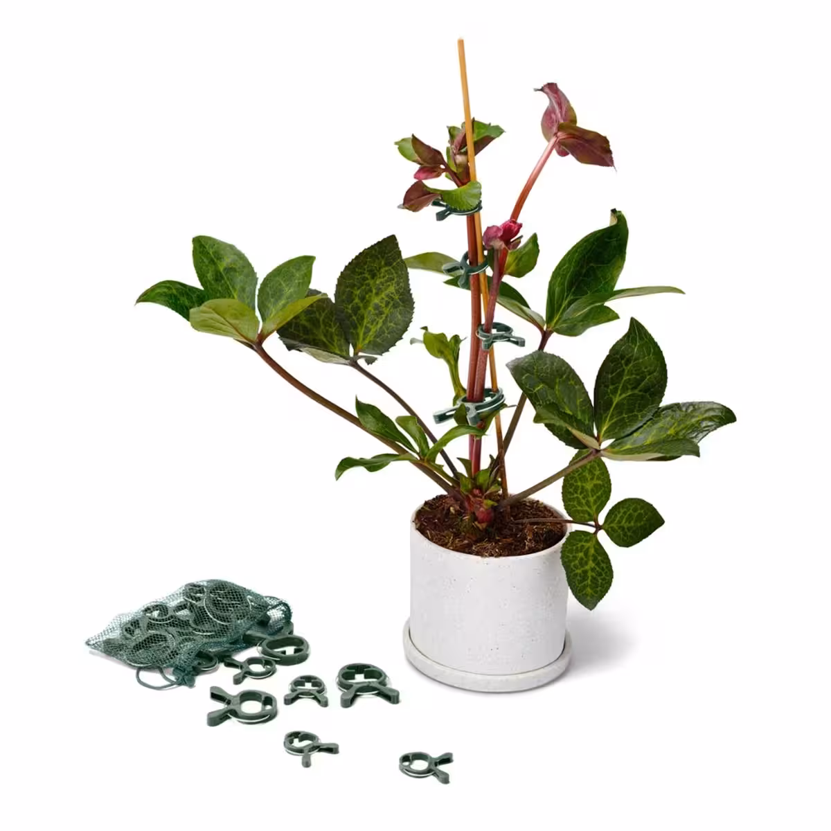 گیره نگهدارنده گیاه چیبو 20 عددی