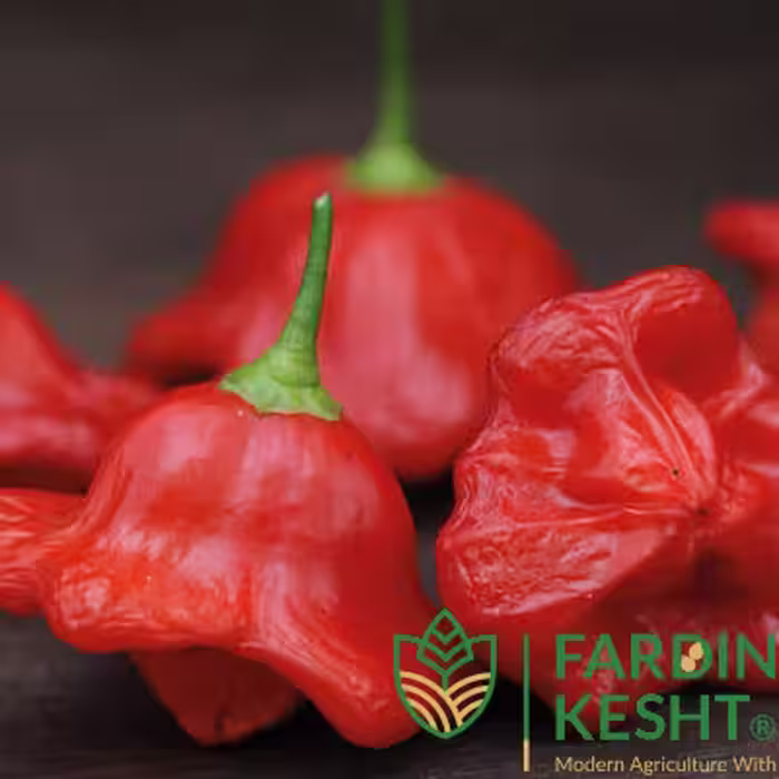 بذر فلفل زنگوله ای قرمز آمریکایی بسته 10 عددی