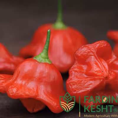 بذر فلفل زنگوله ای قرمز آمریکایی بسته 10 عددی