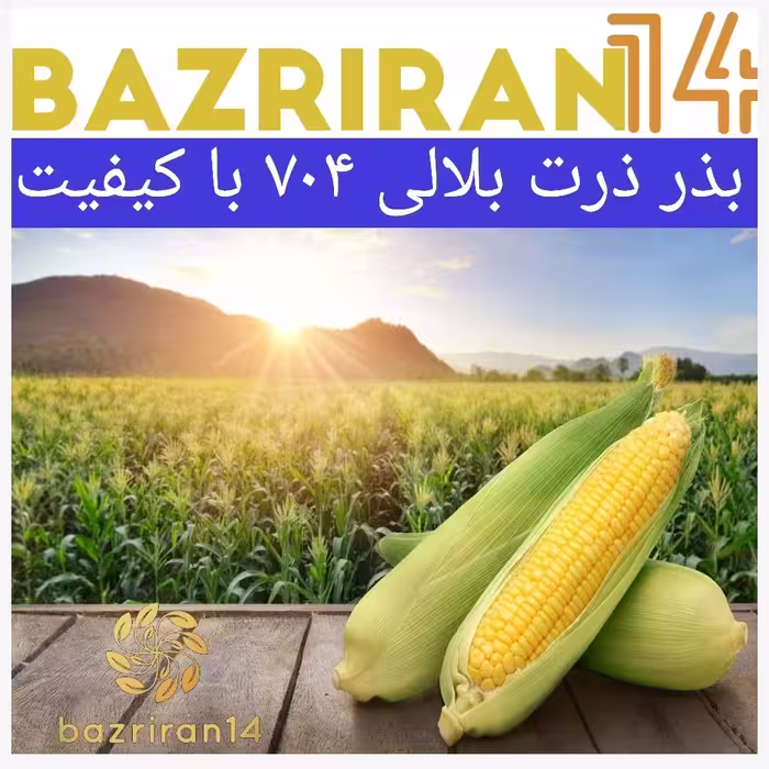 بذر ذرت بلالی 704