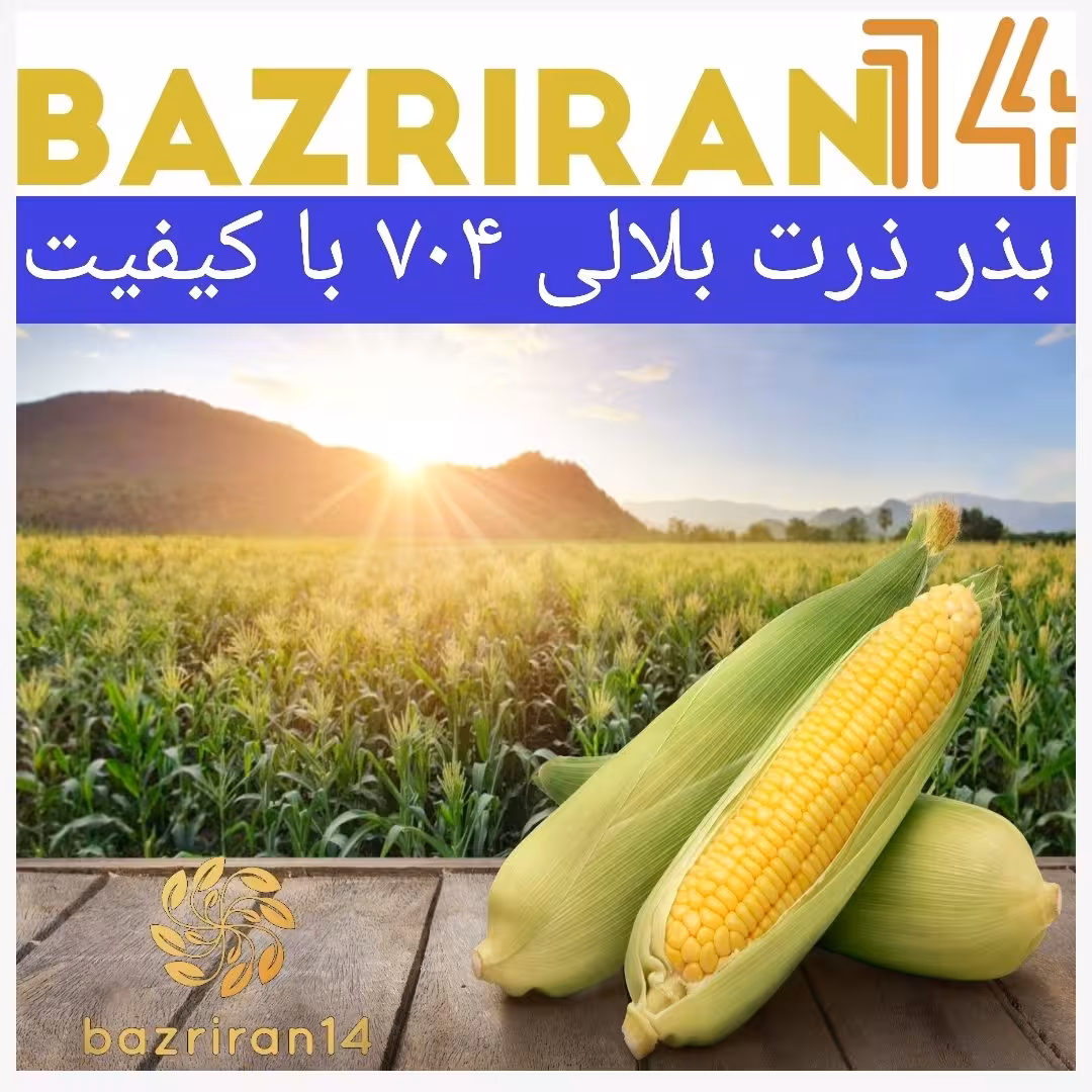 بذر ذرت بلالی 704