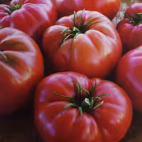 خرید بذر گوجه فرنگی صورتی اژه درشت بسته 10 عددی