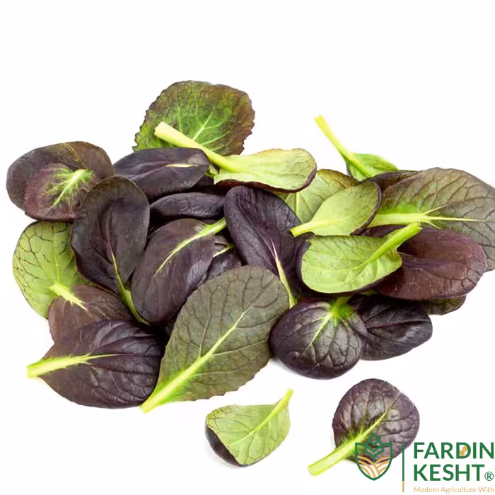 بذر کوماتسونا بنفش بسته 50 عددی