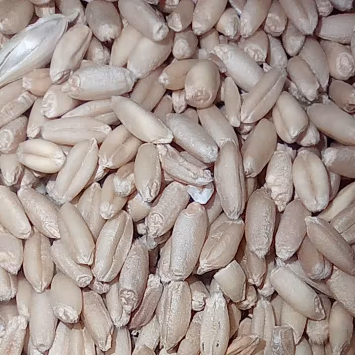 گندم با پوست (مرغی) بسته بندی 1 کیلو گرمی شالیزار صادق 