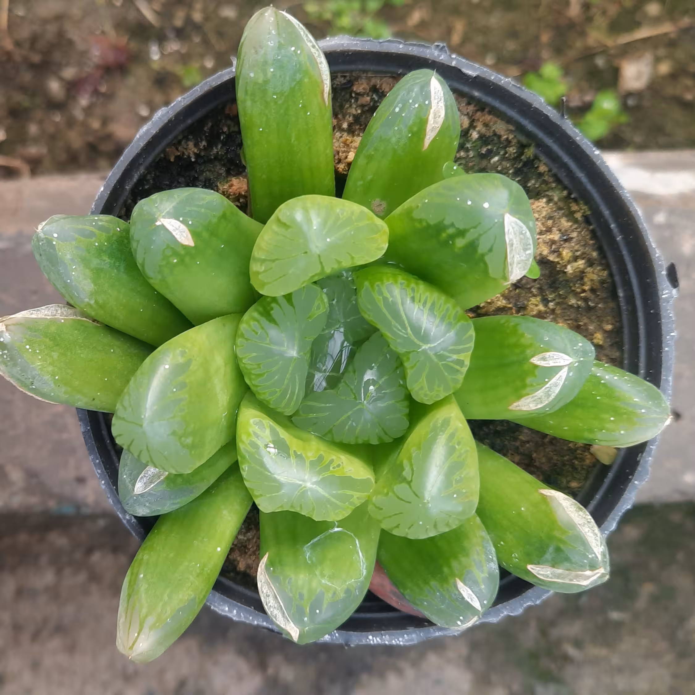 کاکتوس هاورتیا کلکسیونی شیشه ای