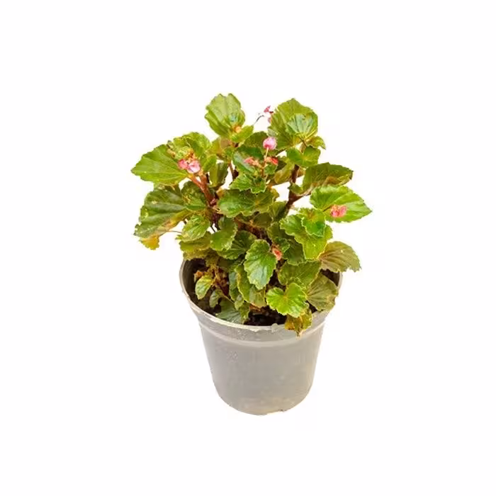 گل بگونیا عروس