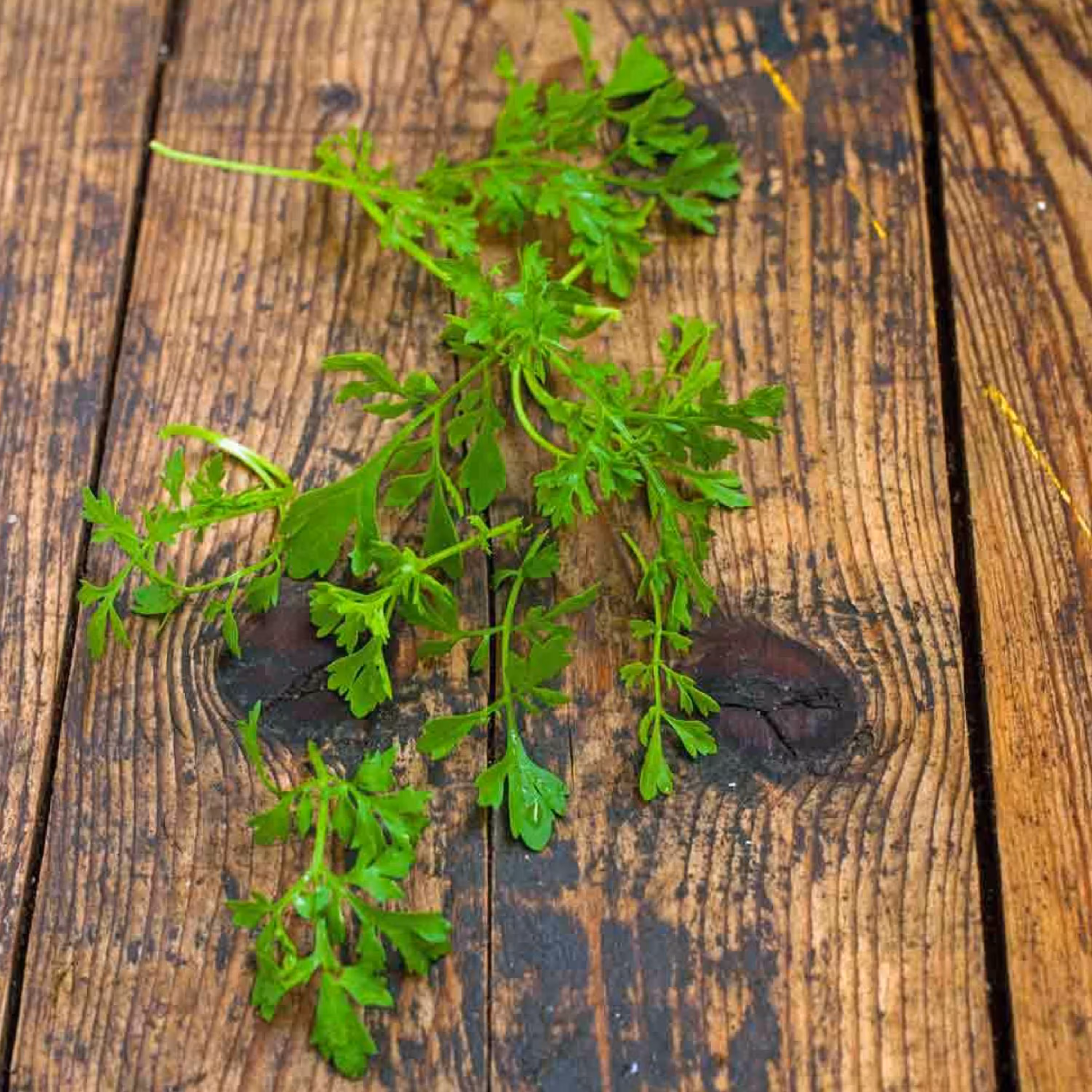 بذر شاهی برگ باریک 20 گرمی