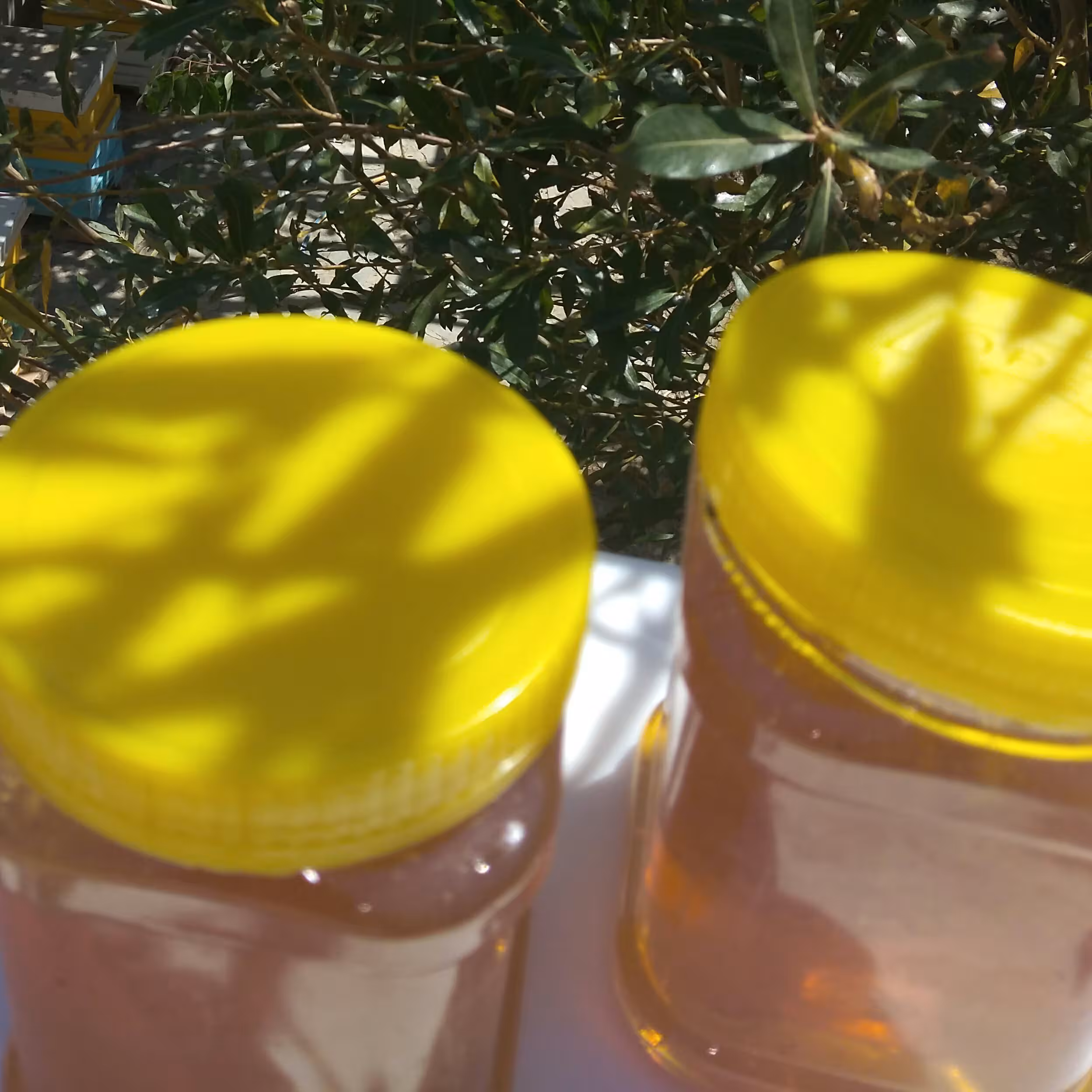 عسل طبیعی کوهستان 900گرمی