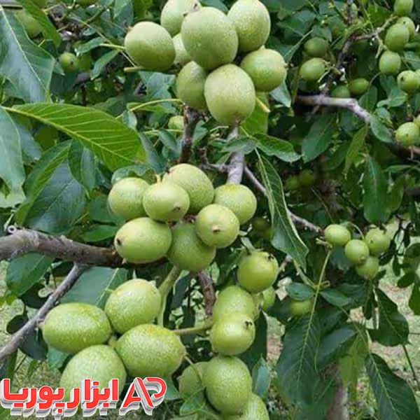 نهال گردو شيلی