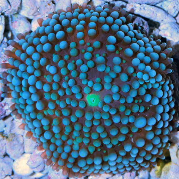 ماشروم ریکوردیا فلوریدا آبی