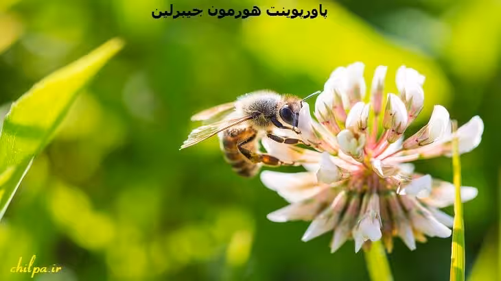 پاورپوینت هورمون جیبرلین - چیلپا