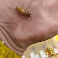 ملکه باکره نژاد کردوان