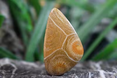 موروکو فسیل