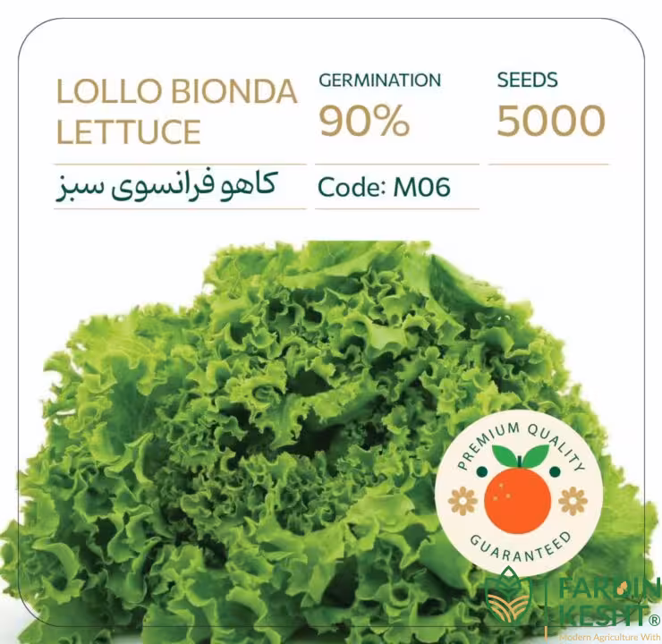 بذر کاهو فرانسوی سبز لولوبیوندا بسته 5000 عددی راشا ⭐
