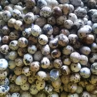 تخم بلدرچین