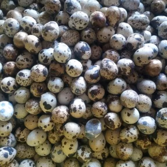 تخم بلدرچین