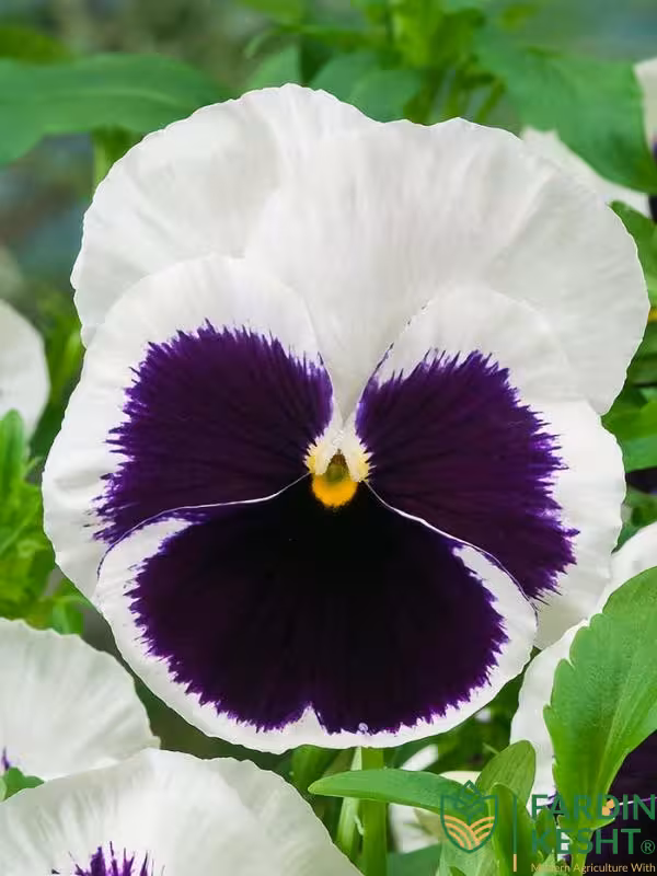 بذر گل بنفشه خوراکی تزئینی سفید خالدار بسته 300 عددی