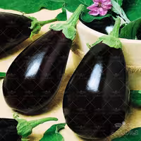 بذر بادمجان دلمه ای هیبرید گلکسی آرگتو ترک خانگی