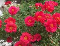 بذر گل ناز آفتابی قرمز