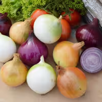 بذر میکس  پیاز