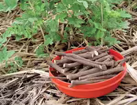 بذر شیرین بیان