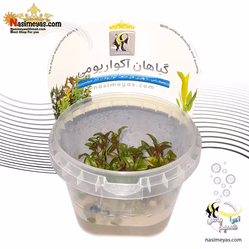 گیاه آلترنانترا لیلاسینا مولتی کالر آکواریوم پلنت کد 666