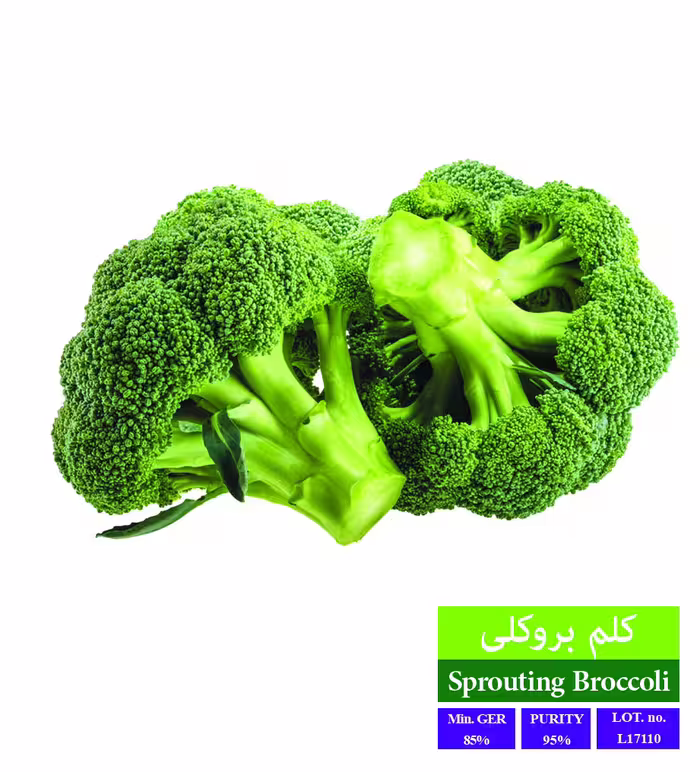 بذر کلم بروکلی - بذر طلایی رویان