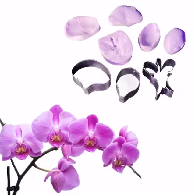 ست کاتر و وینر گل ارکیده