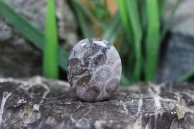 مرجان فسیلی