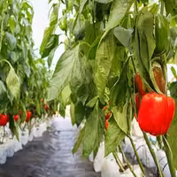 آموزش کشت خاکی و هیدروپونیک گلخانه ای فلفل دلمه ای و گوجه فرنگی