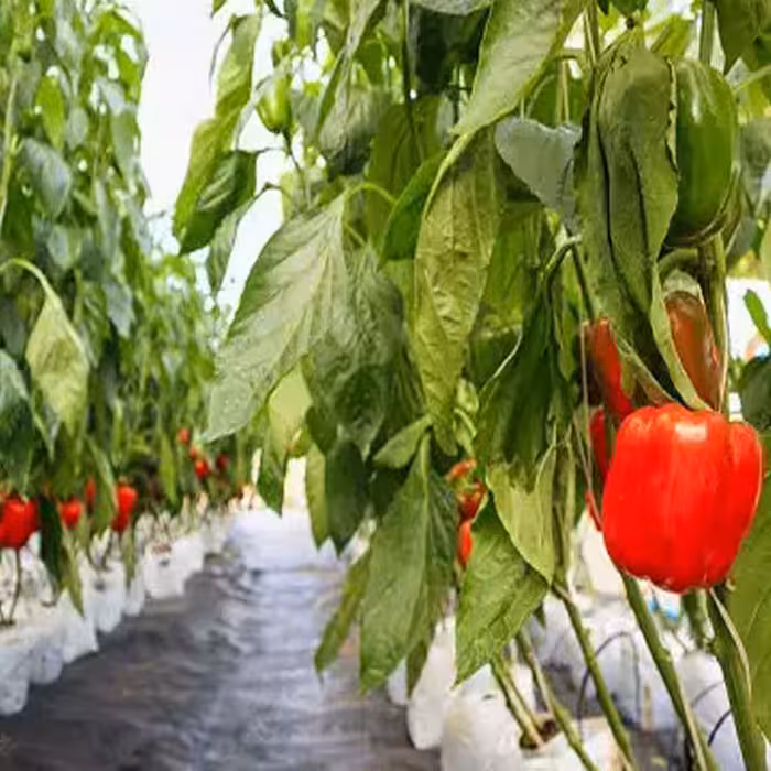 آموزش کشت خاکی و هیدروپونیک گلخانه ای فلفل دلمه ای و گوجه فرنگی